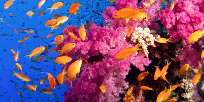 1920x1200 Coral Reef Backgrounds (65+ pictures)