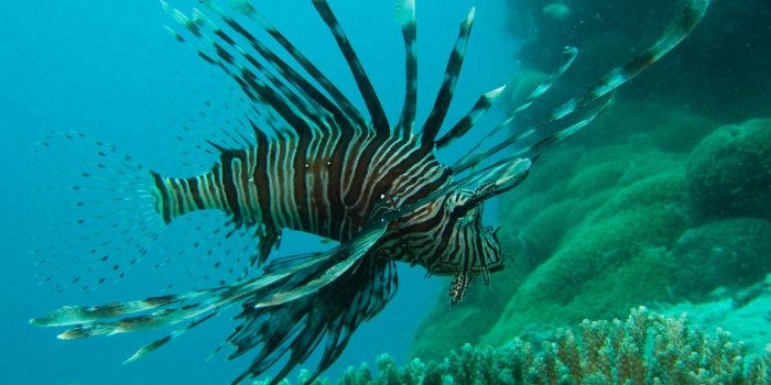 1920x1200 Great Barrier Reef Wallpapers 4K (1920x1200) - 4USkY