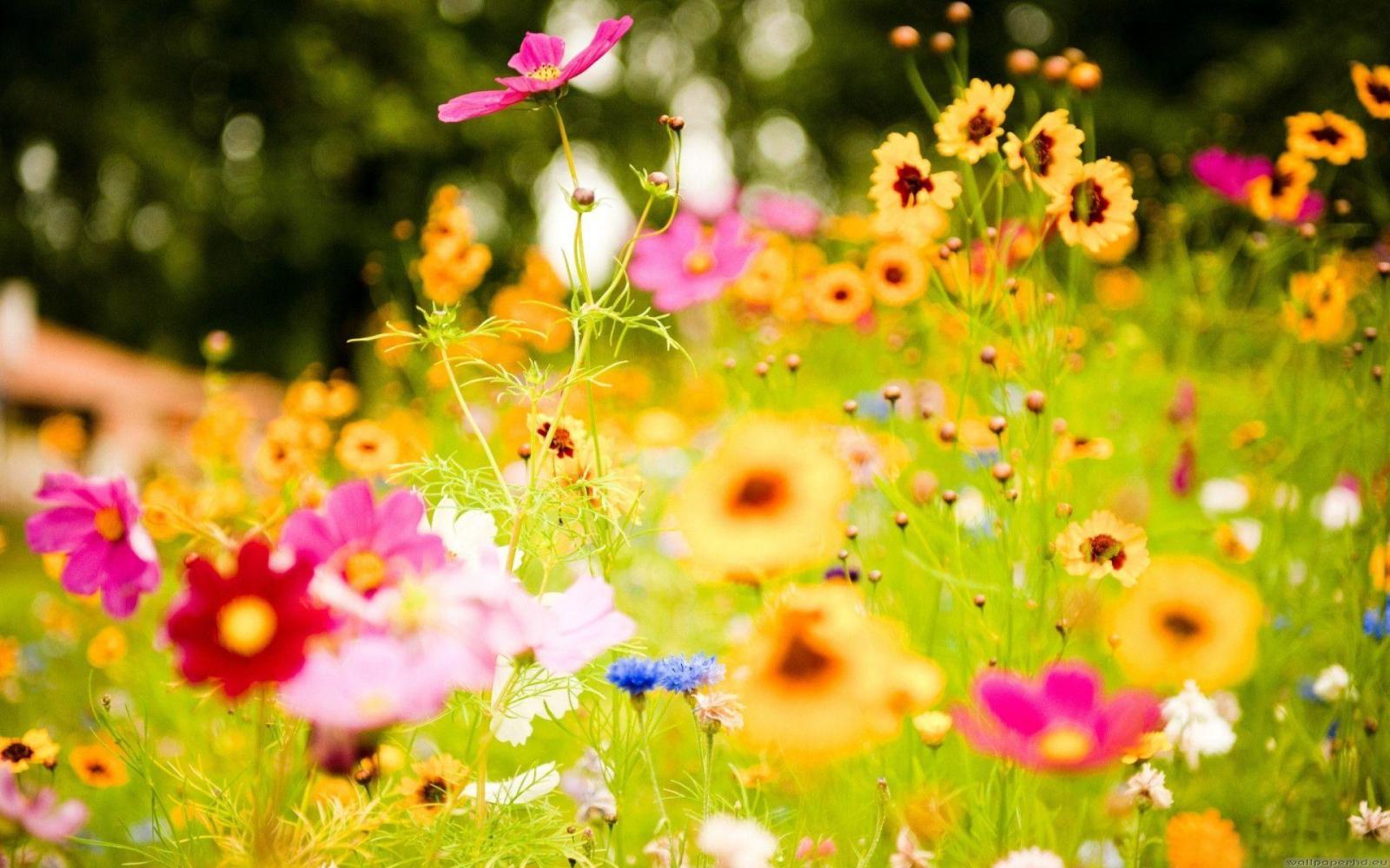 1920x1200 Colorful Flower Wallpapers