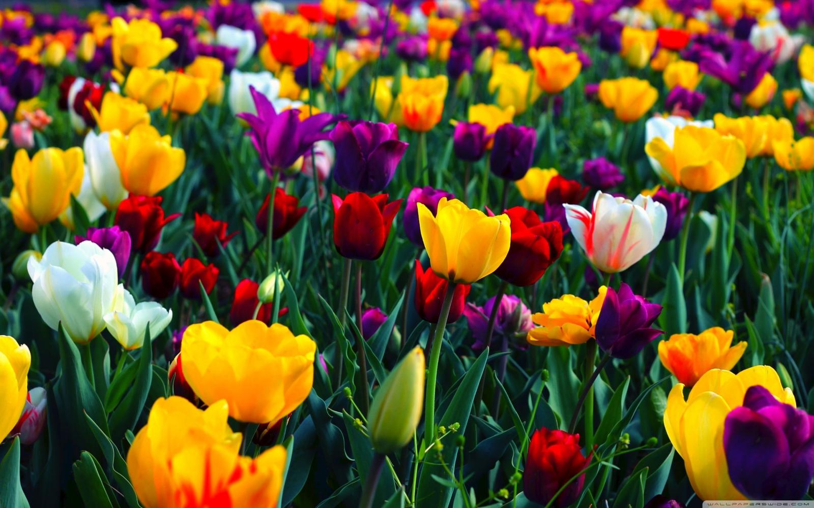 2880x1800 65+ Colorful Flower Wallpapers - Download at WallpaperBro