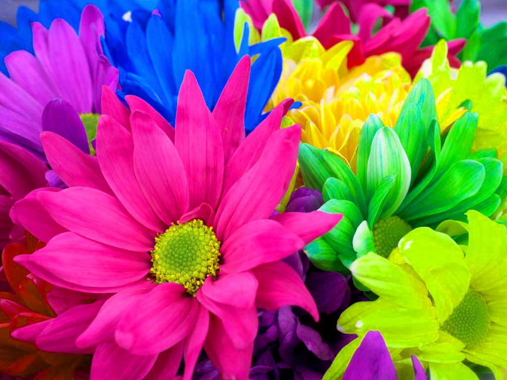 1024x768 Flowers Wallpapers Colourful Flowers Hd Desktop Background