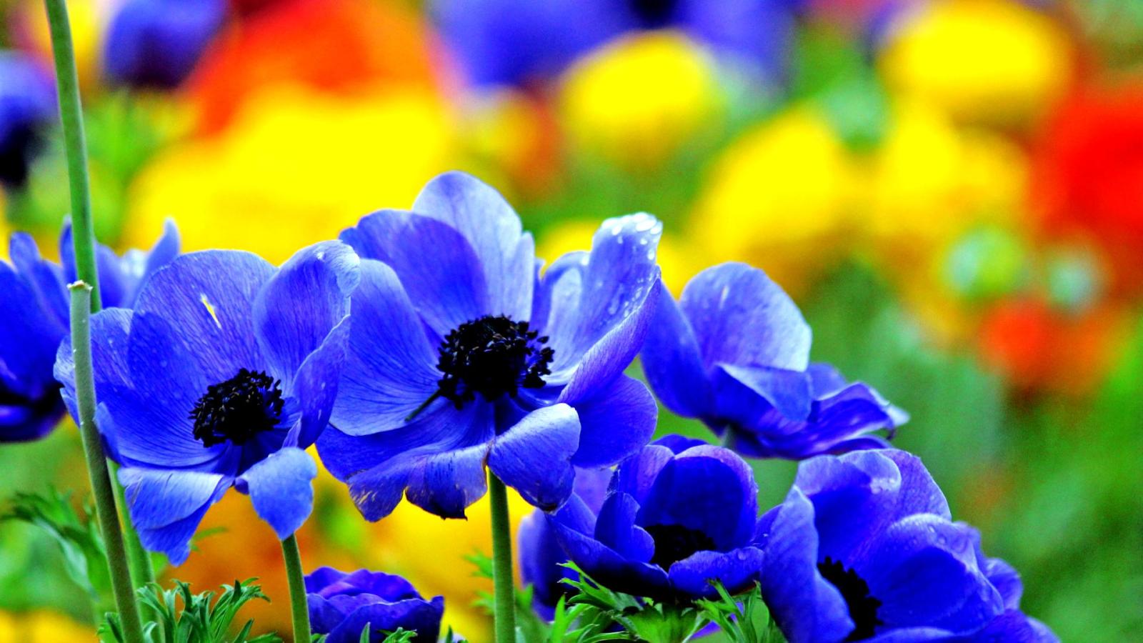 1920x1080 Colorful Flower HD desktop wallpaper : Widescreen : High 1920x1080