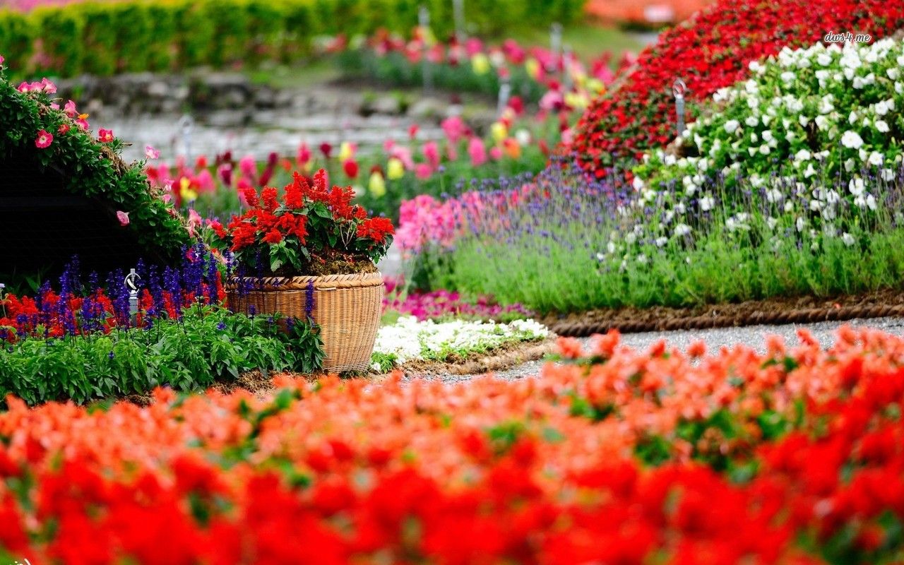 1280x800 Colorful flower garden wallpaper - Flower wallpapers - #18822