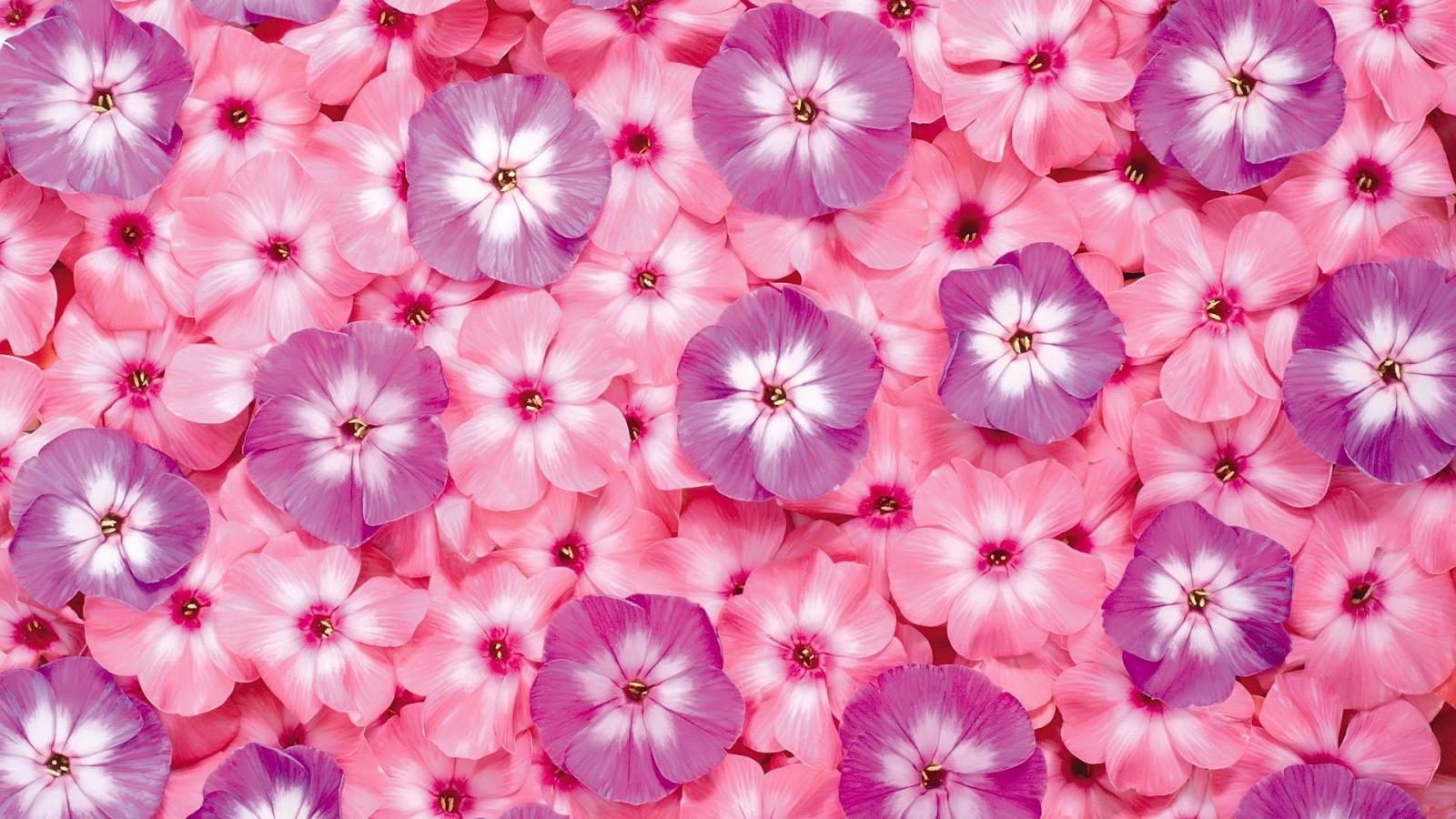 1920x1080 Cute Pink Flower Wallpapers - Top Free Cute Pink Flower Backgrounds