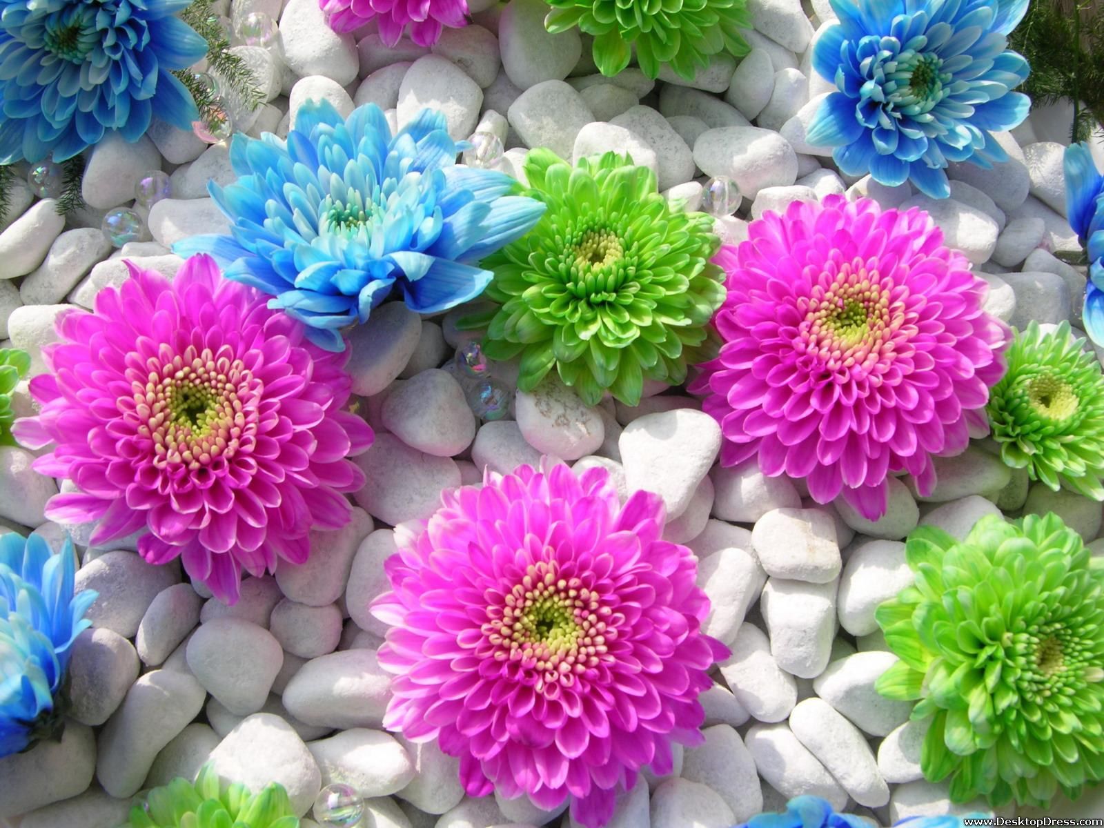 1600x1200 Desktop Wallpapers » Flowers Backgrounds » Colourful Flowers in