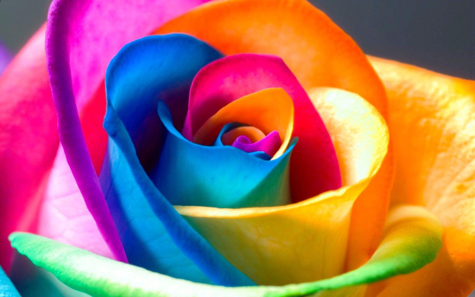 2560x1600 Colorful flower wallpaper Gallery