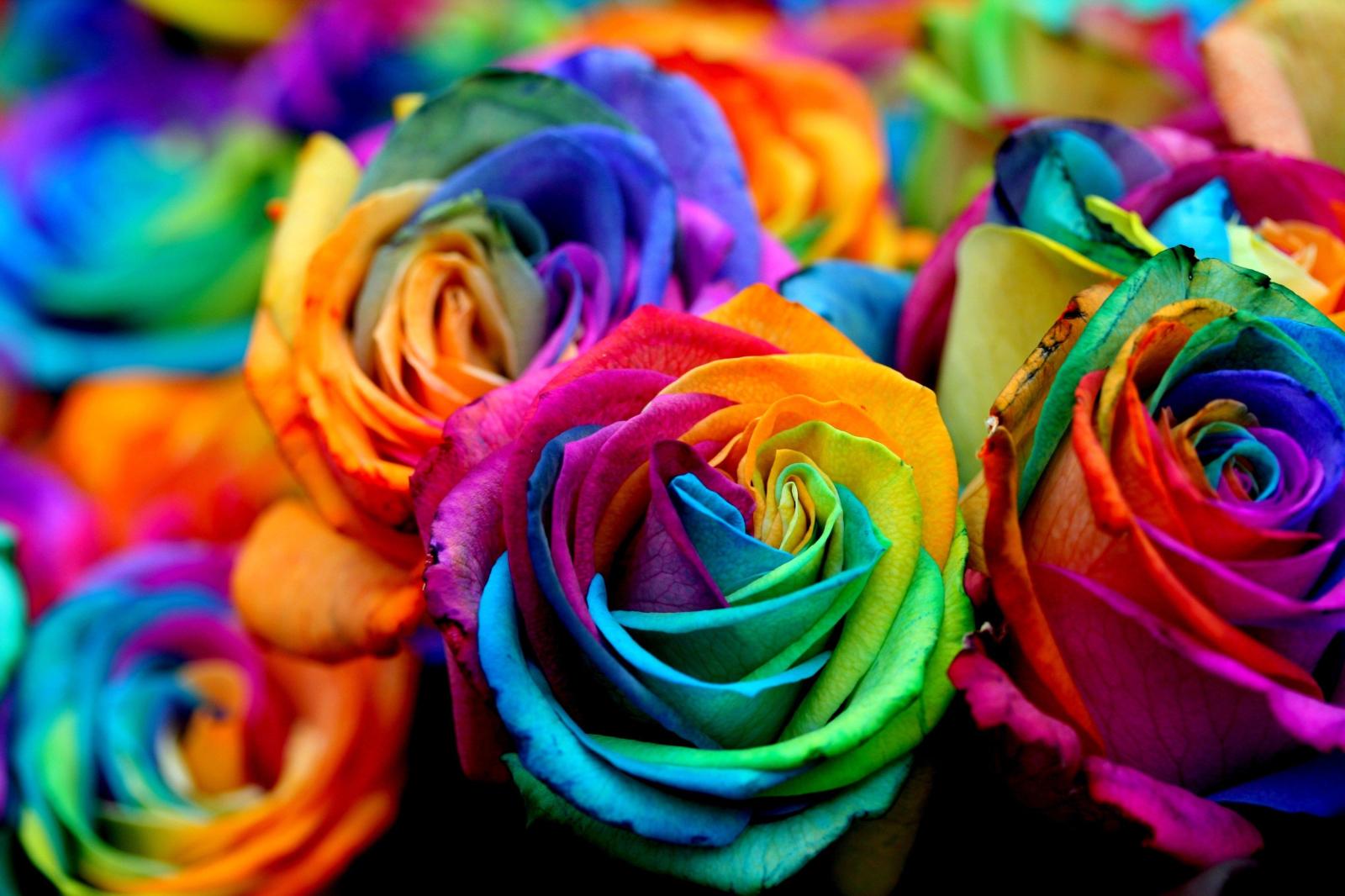 3888x2592 Flower: Spring Flowers Roses Colors Flower Desktop Background Hd HD