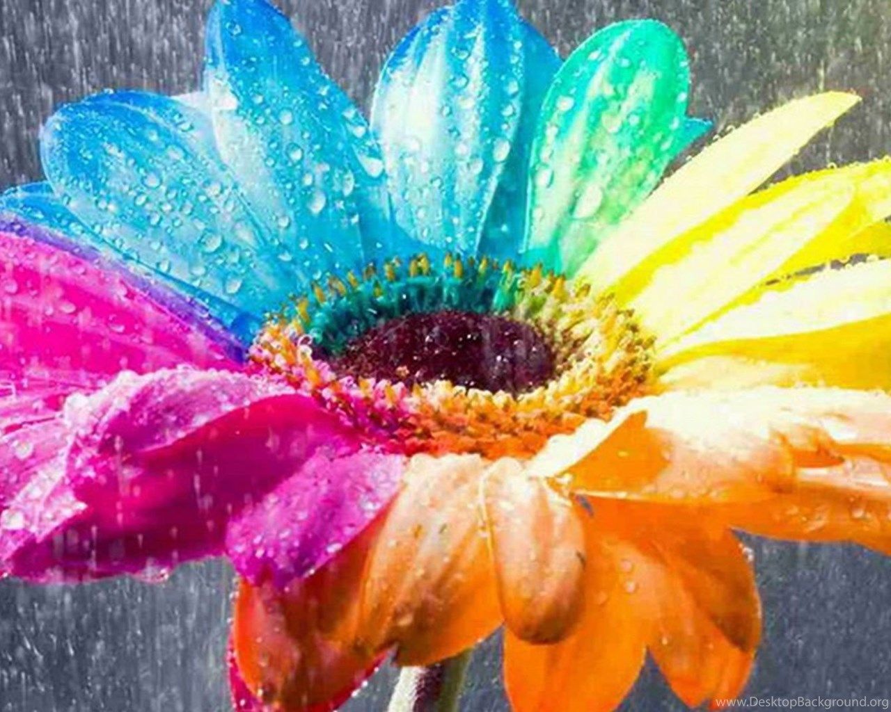 1280x1024 Colorful Flowers Hd Image Desktop Background