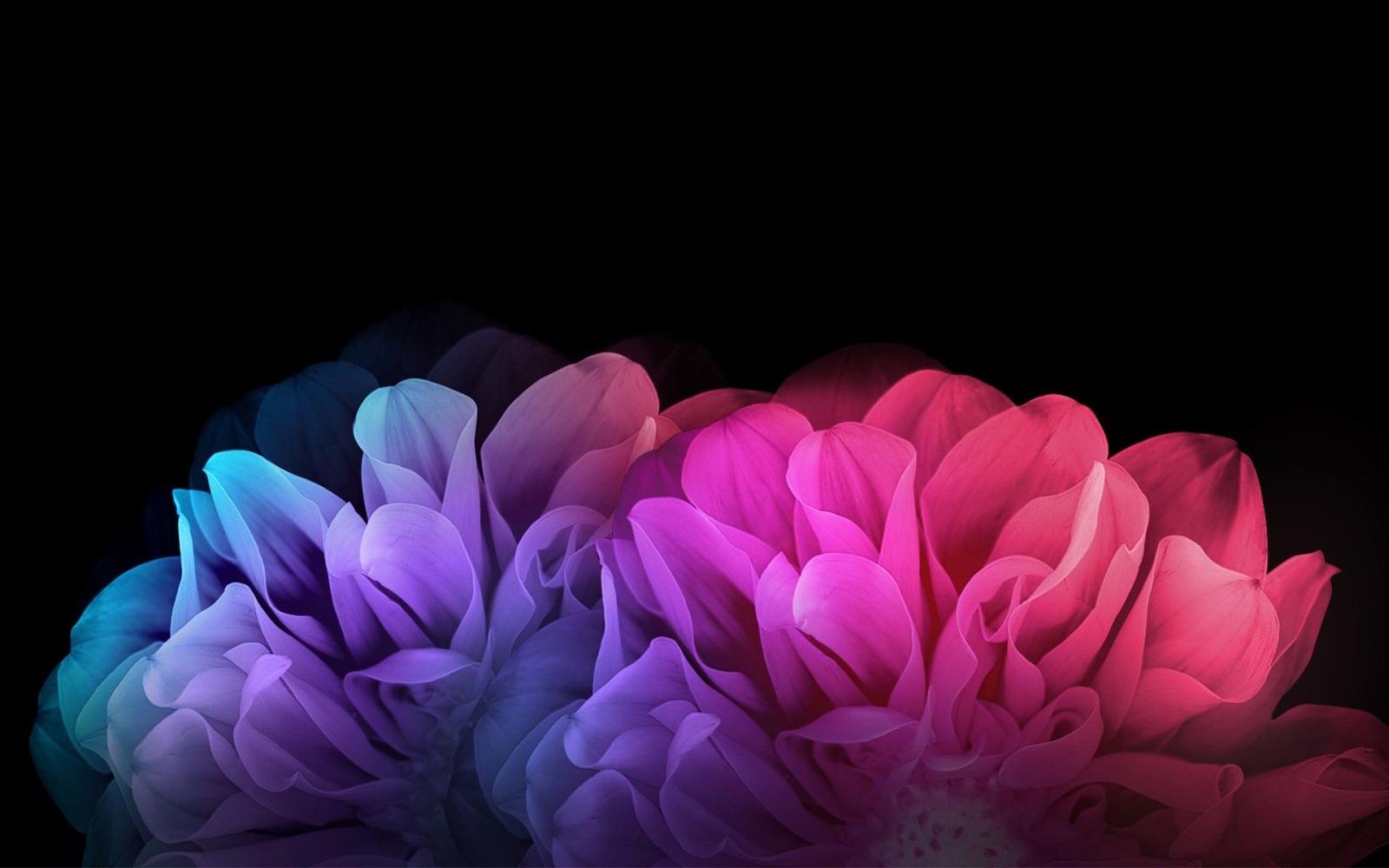 1920x1200 Colorful Flower Wallpaper ·① WallpaperTag
