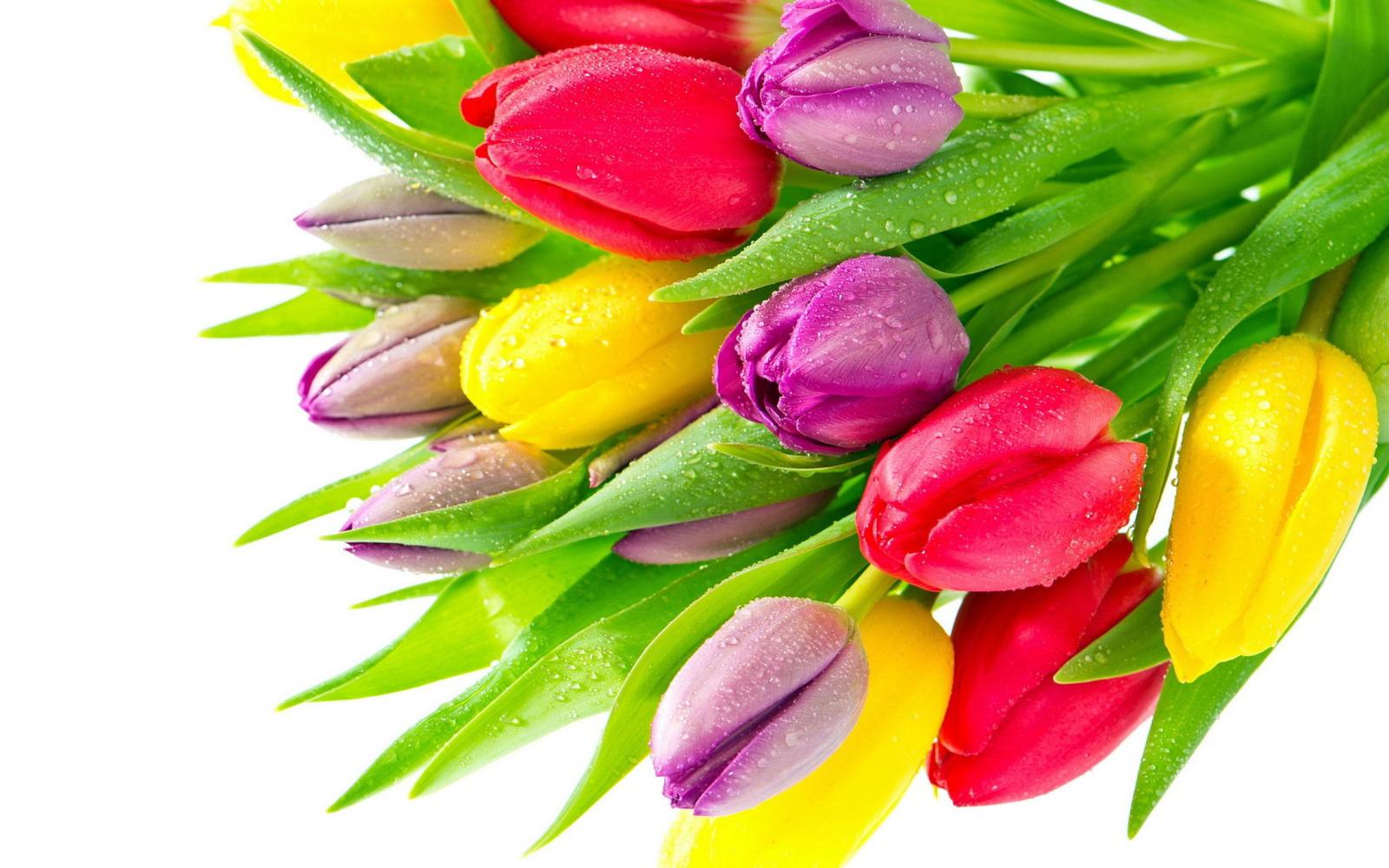 2560x1600 Colorful Flower Wallpapers (74+ background pictures)