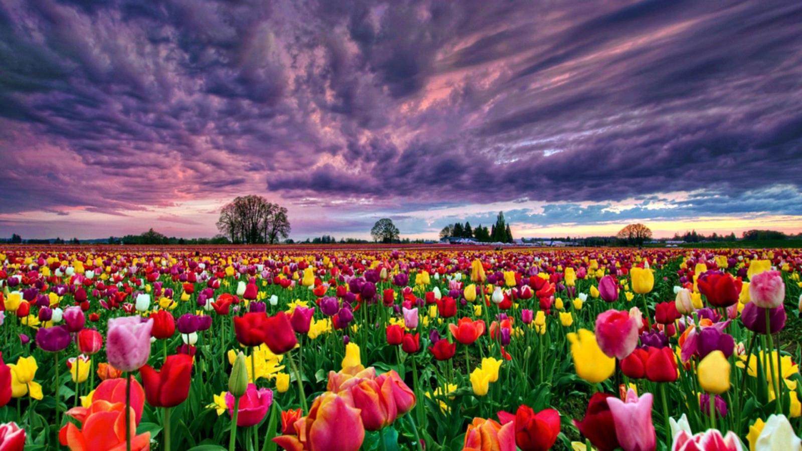 1920x1080 65+ Flower Field Desktop Wallpapers - Download at WallpaperBro