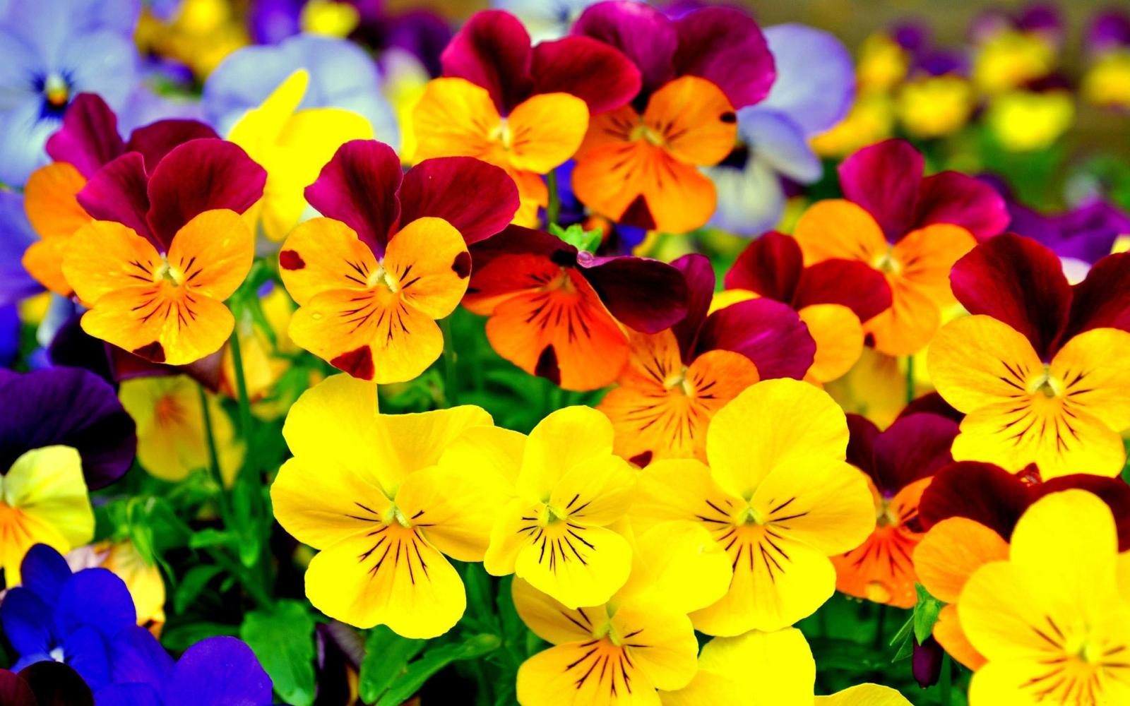 2560x1600 Pansy colorful flowers Purple and yellow black 4K HD Desktop