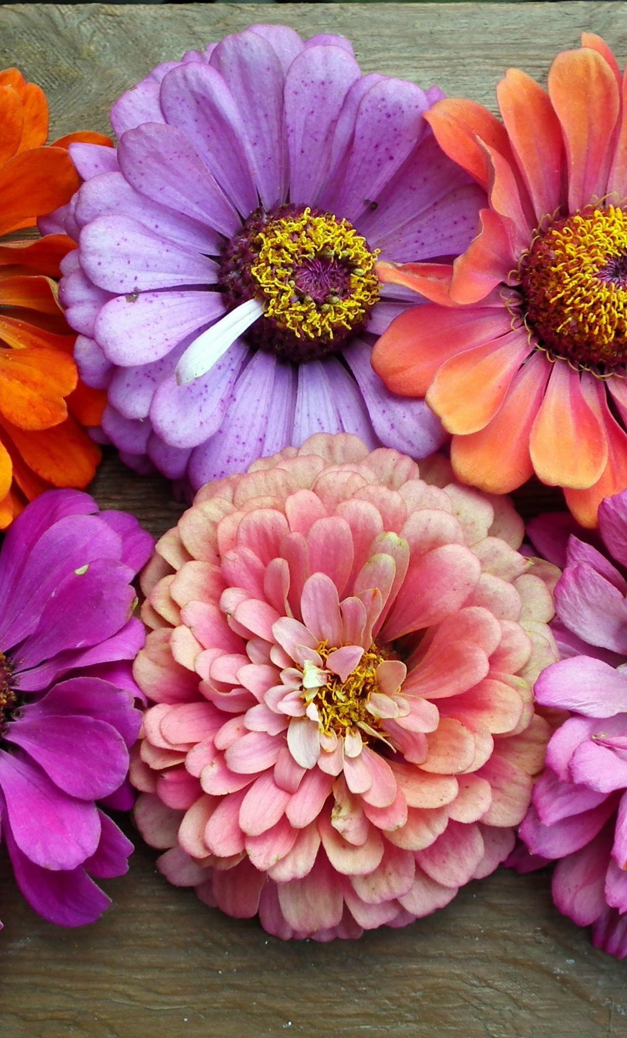 1280x2120 Colorful Flower Wallpaper (70+ pictures)