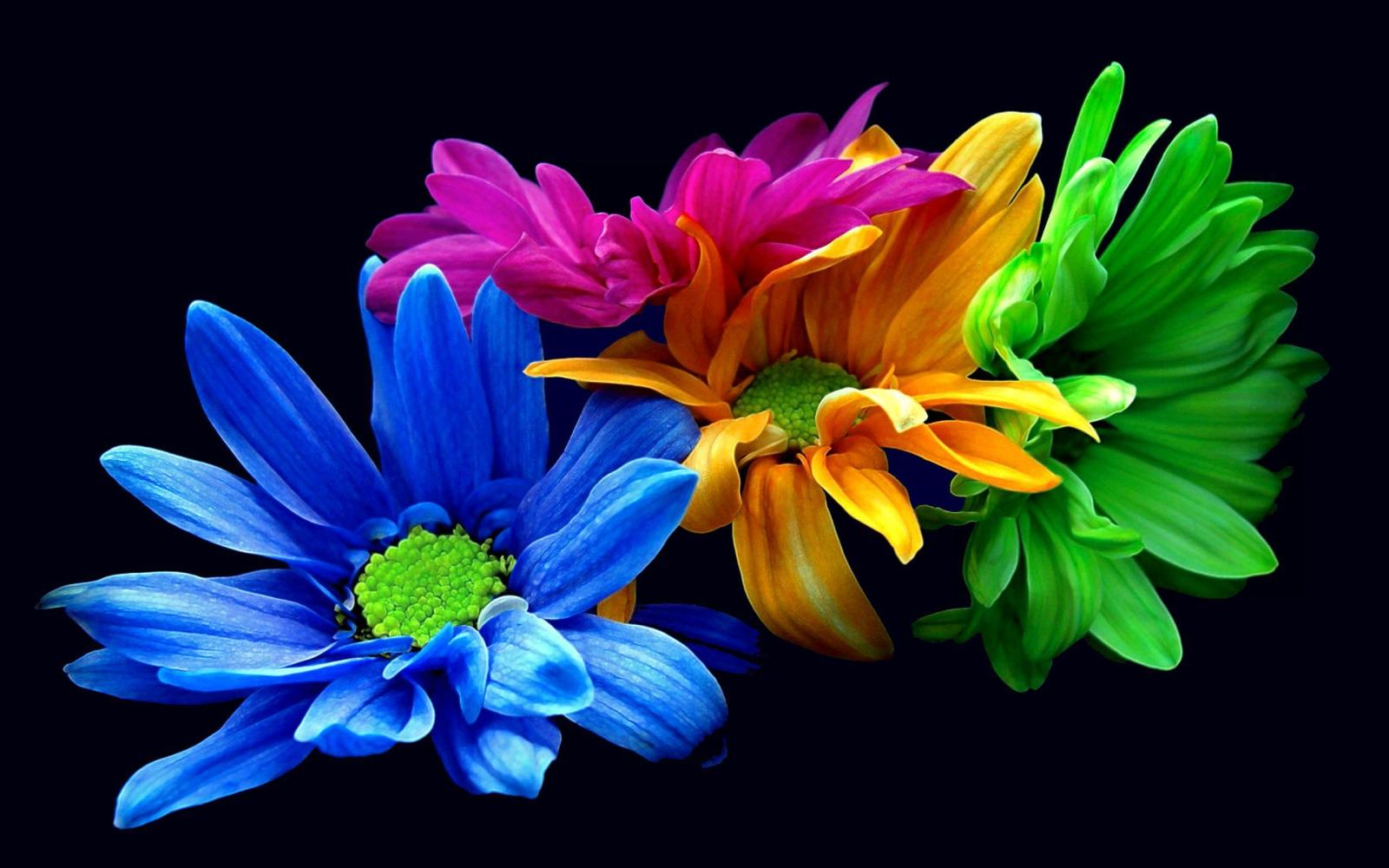 2560x1600 Colourful Flower Wallpapers