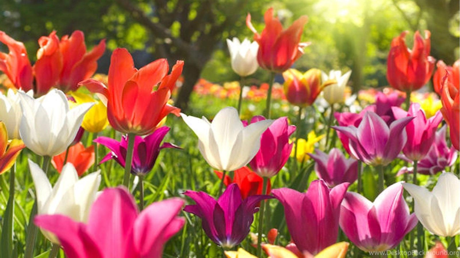 1920x1080 Colorful Flowers Hd Desktop Wallpapers Free Wallpaperss HD Desktop