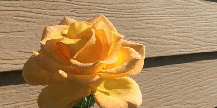 1280x1280 I have always loved yellow roses - they look so sunny & like love