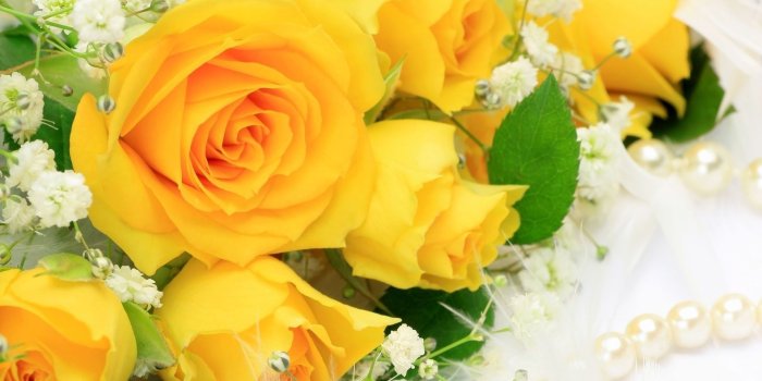 1920x1536 Yellow Roses Background (50+ images)