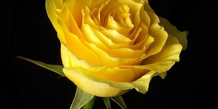 1024x899 yellow roses wallpaper |Rose Wallpapers