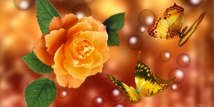 1920x1080 Yellow rose | 123 Wallpapers