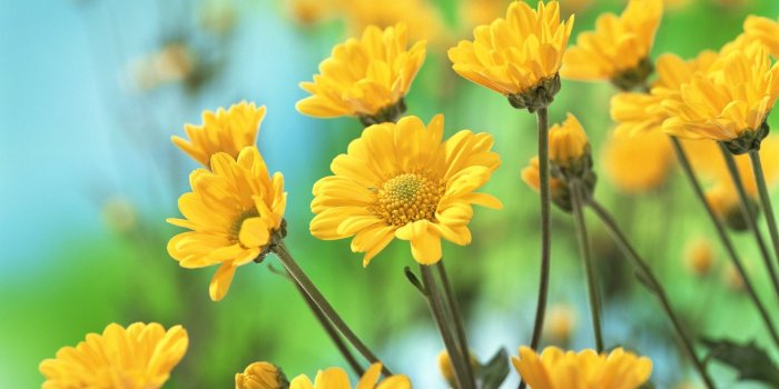 1920x1080 Yellow Aesthetic Desktop Wallpaper Hd