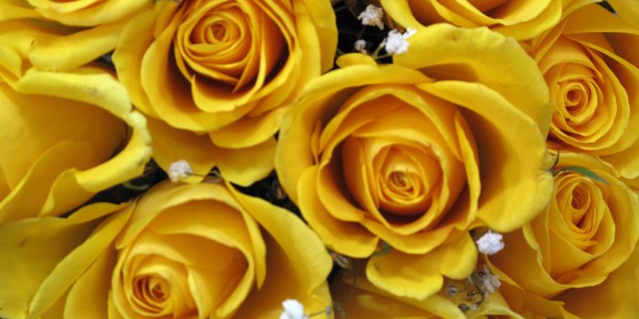 2272x1704 Yellow Rose Aesthetic Wallpaper Desktop
