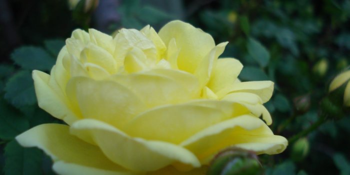1600x1200 The Beast: Harrison's Yellow Rose | Wyandotte Garden