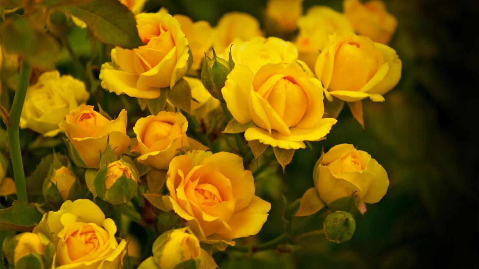 1920x1080 Yellow Flowers Wallpapers Images Photos Pictures Backgrounds