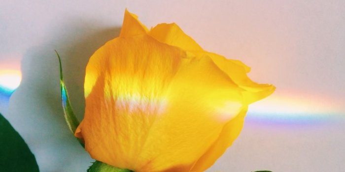 960x1280 35 images about flowers on We Heart It | See more about flowers