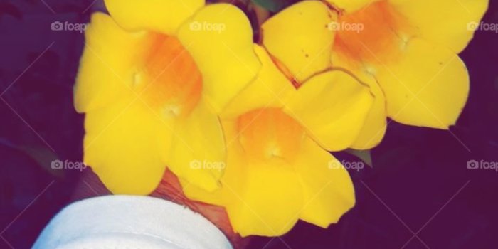 719x1280 Foap.com: Yellow aesthetic roses stock photo by marie.ange