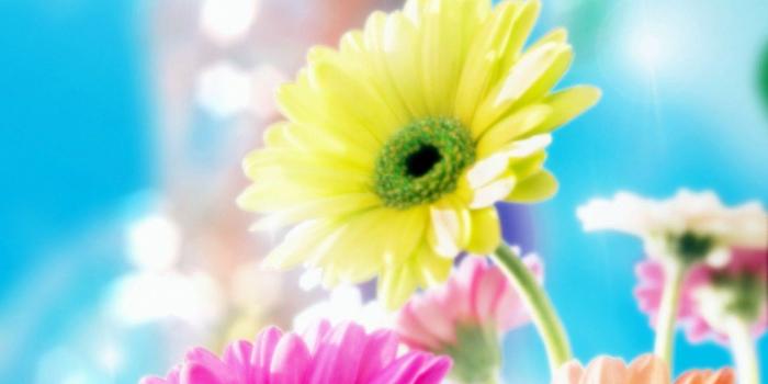 1600x1000 50+] Most Beautiful Nature Wallpaper Flowers on WallpaperSafari