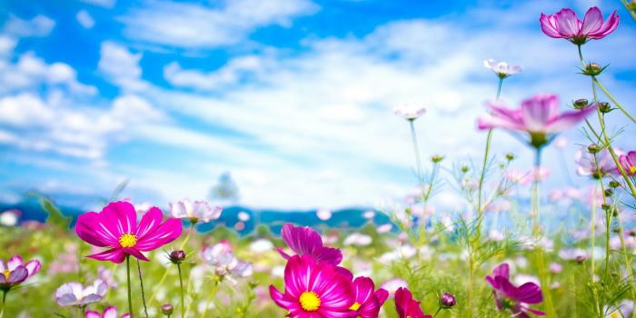 1920x1200 45+ Beautiful Flowers Wallpapers - Download at WallpaperBro