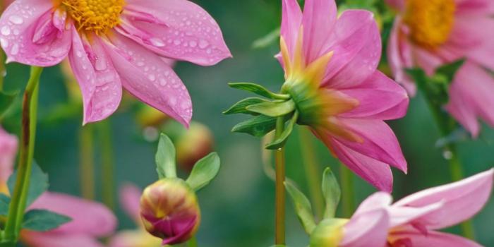 1600x1000 49+] Beautiful Nature Wallpaper Flowers on WallpaperSafari