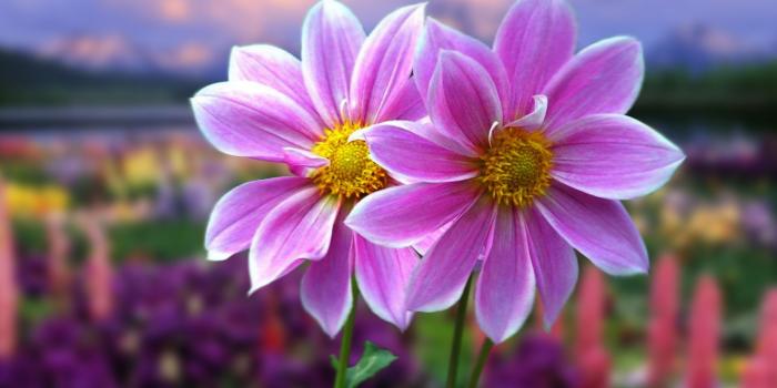 1920x1200 wallawy on Sexy Wallpapers | Beautiful flowers wallpapers