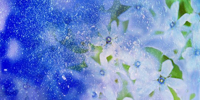 1600x1200 50+] Most Beautiful Nature Wallpaper Flowers on WallpaperSafari