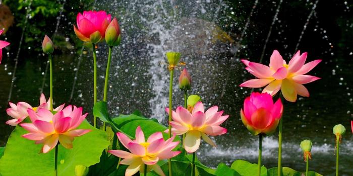 2560x1600 Hd Wallpapers - Most Beautiful Lotus Flower (#143893) - HD Wallpaper