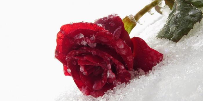 1200x810 Inspirational Quotes & Nature Wallpapers: Roses Lover,Ice,Most