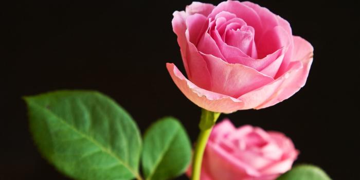 2560x1440 60+ Most Beautiful Pink Flowers Wallpapers - Download at WallpaperBro