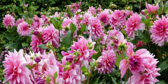 1920x1080 Most Beautiful Nature Wallpaper Flowers : Picserio - Picserio.com