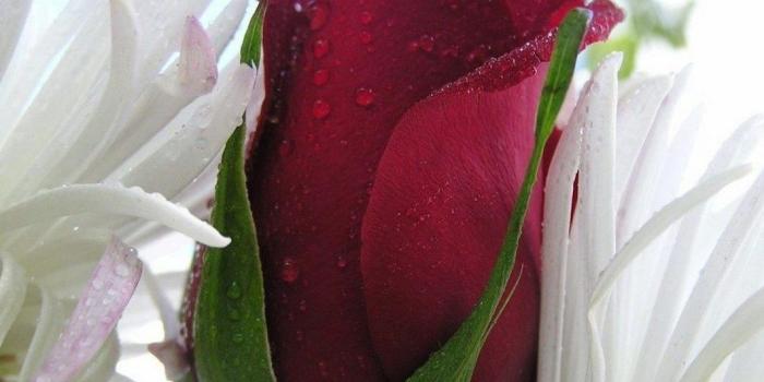 1060x795 Most Beautiful Flowers Full Hd Wallpapers | Walljdi.org