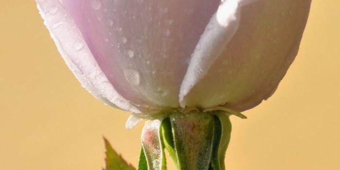 900x1355 Beautiful Flowers Wallpaper Flowers Nature Wallpapers in jpg 900x1355