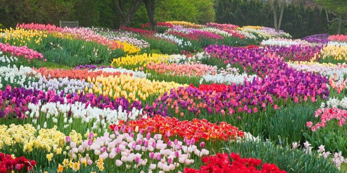 2048x1536 Why You're Sneezing: The Most Beautiful Flowers in Bloom This Spring