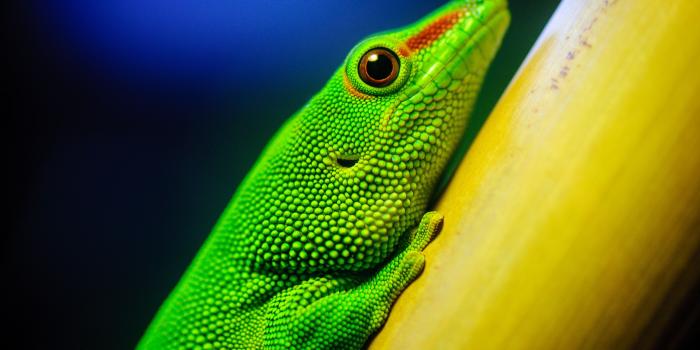 3840x2160 Little Green Lizard 4K Ultra HD Desktop Wallpaper