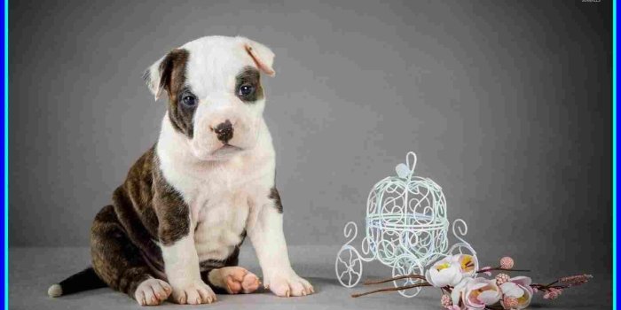 1556x893 Cute Pitbull Puppies Wallpapers - b puppy wallpaper b mobile for b