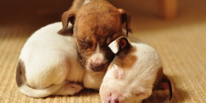 4288x2848 Cute Brown Pitbull Puppies HD Wallpaper, Background Images