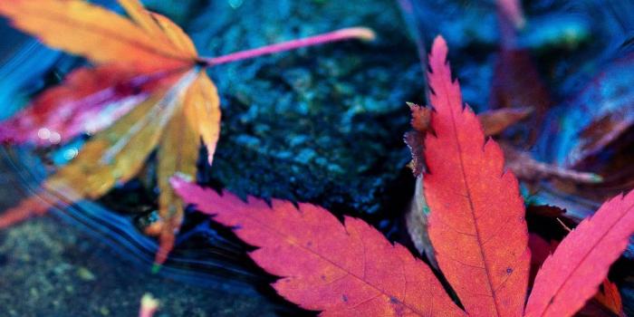 950x1689 Download Maple Leaves Fall Autumn Water Free Pure 4K Ultra HD Mobile