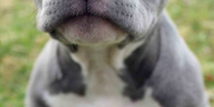 1899x2909 51+ Cute Pitbull Wallpapers on WallpaperPlay