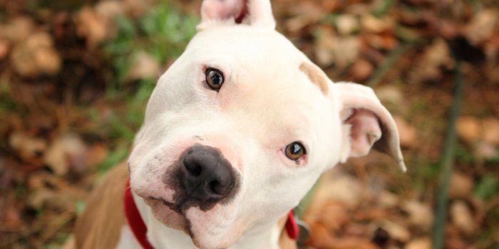 1600x1067 Pitbull Puppies Wallpapers