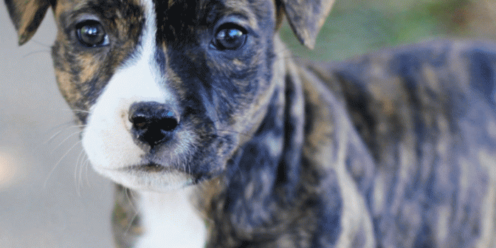 1080x1920 Amazon.com: Pitbull Pup Wallpaper HD: Appstore for Android