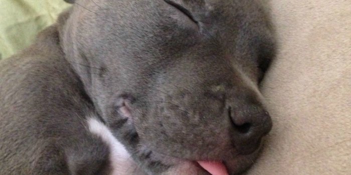 1536x2048 47+ Blue Pitbull Wallpapers on WallpaperPlay