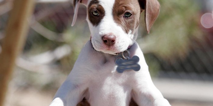 1024x768 Cute Pitbull Puppies HD Wallpaper, Background Images
